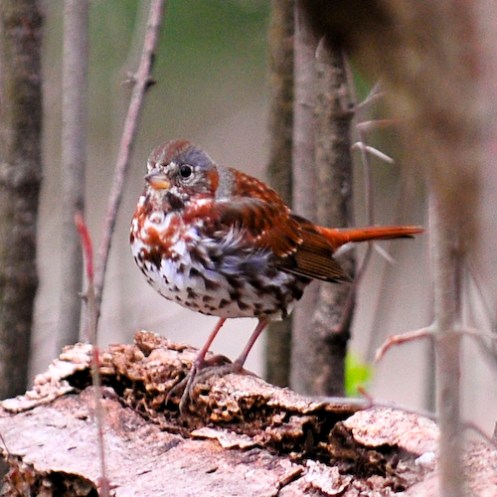 Meanwhile, on the gorund...